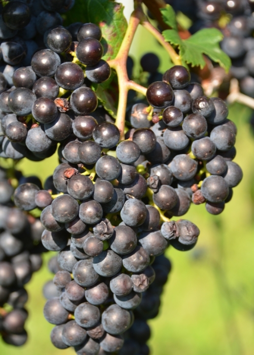 Merlot 9 Gm ANT 6431